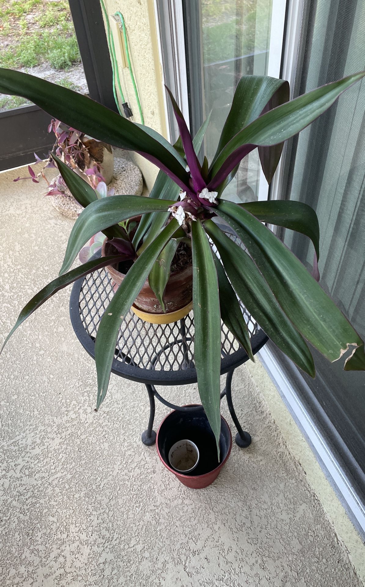 Wandering Jew (2 Plants)