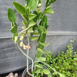 Succulent 