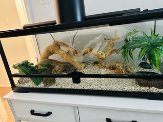 enclosure Bearded dragon included