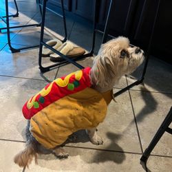 Halloween Costume Dog
