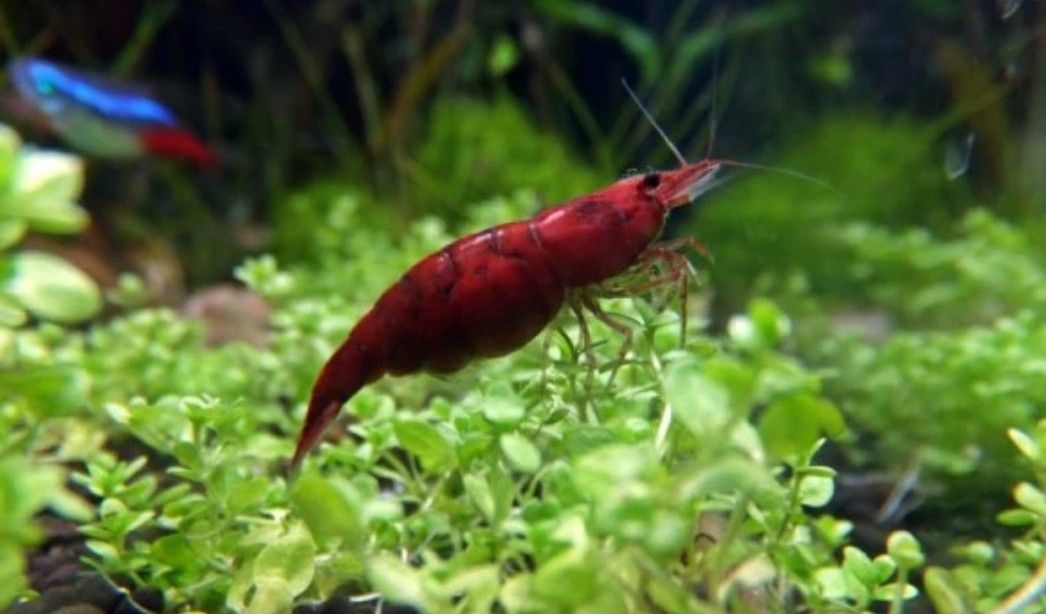 Aquarium Plants