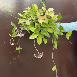 6” Blooming Hoya Jade