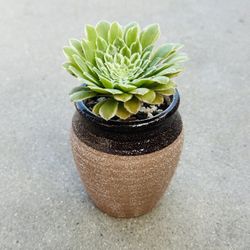 Succulents plants 🪴 