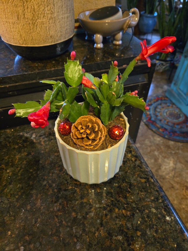 Live Christmas Cactus In Nice 6in Ceramic Pot With Pincone And Decorations 