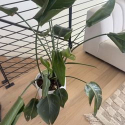 Bird Of Paradise Mature Plant