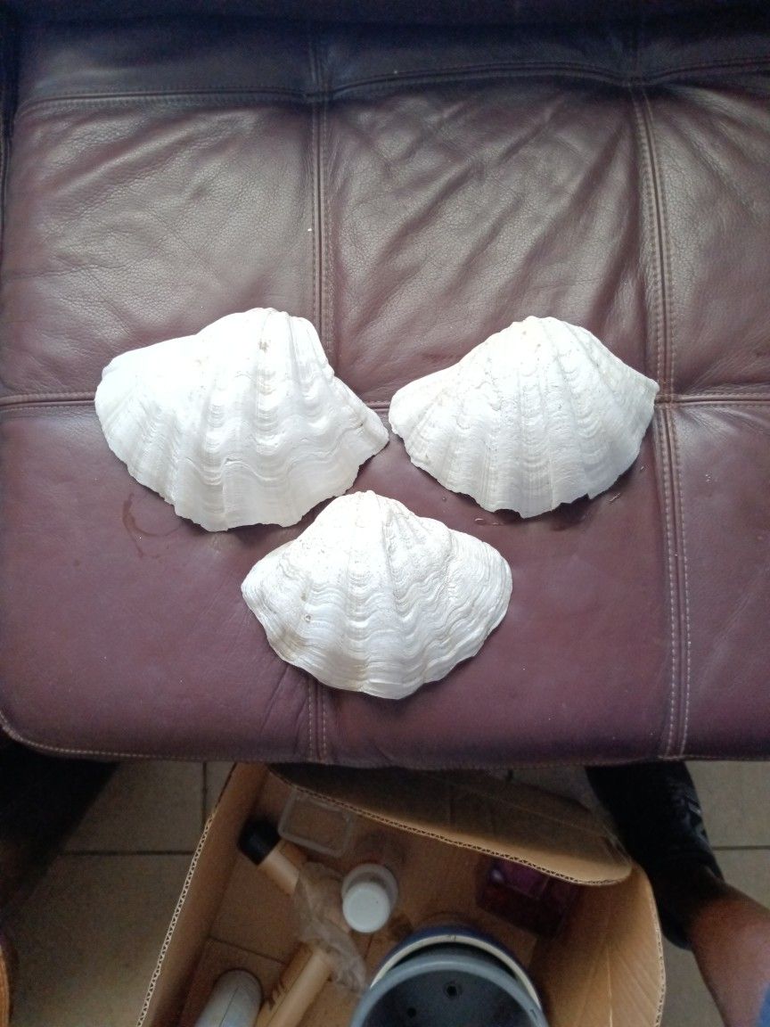 Clam Shell