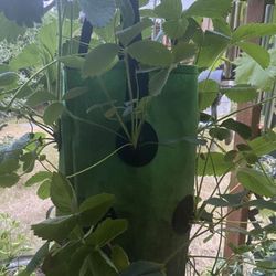 Hanging Strawberry Planter Full Of Vigorous Plants