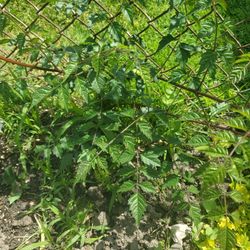 Jubilee  Plants 