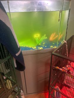 Fish tank must go
