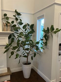 8’ Tall Live Ficus Plant