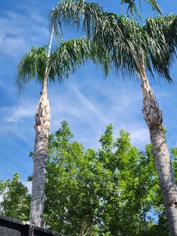 Trees And Palm S3rvic33