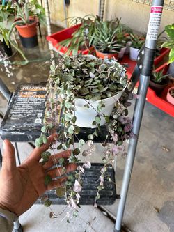 String of hearts