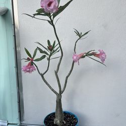 Desert Rose.  Rosa Del Desierto 