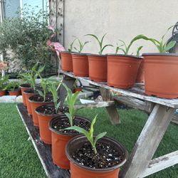 Sweet Corn Plants