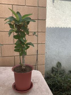 Corona de Cristo