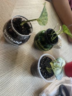 Pothos Cuttings