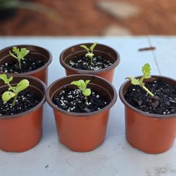 🌱 Healthy Starter Vegetable Plants for Sale 🌱