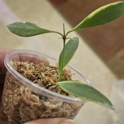 Hoya Bundle H.tsangii Outer Vag Burtonii Vag ,heushkeliana Vag