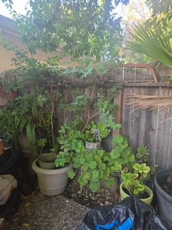 Plants and trees for sale