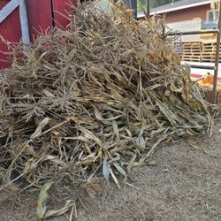 Free Corn Stalks 