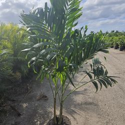 crhistmas Palms staring $15 and up 4 feet 5 feet 6 feet 7 feet 8 feet 9 feet
