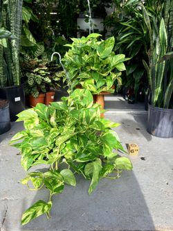 6.5” Pothos Patricio Full $49.99💛💛💛
