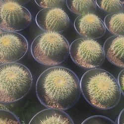 Golden Barrel Cactus