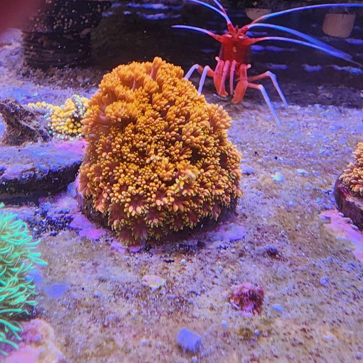 Laffy Taffy Goni Decoration