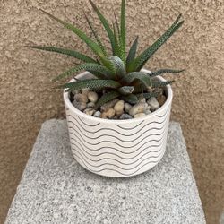 Haworthia Attenuate Concolor In 4 Inches ceramic Pot Only $14 SWarea