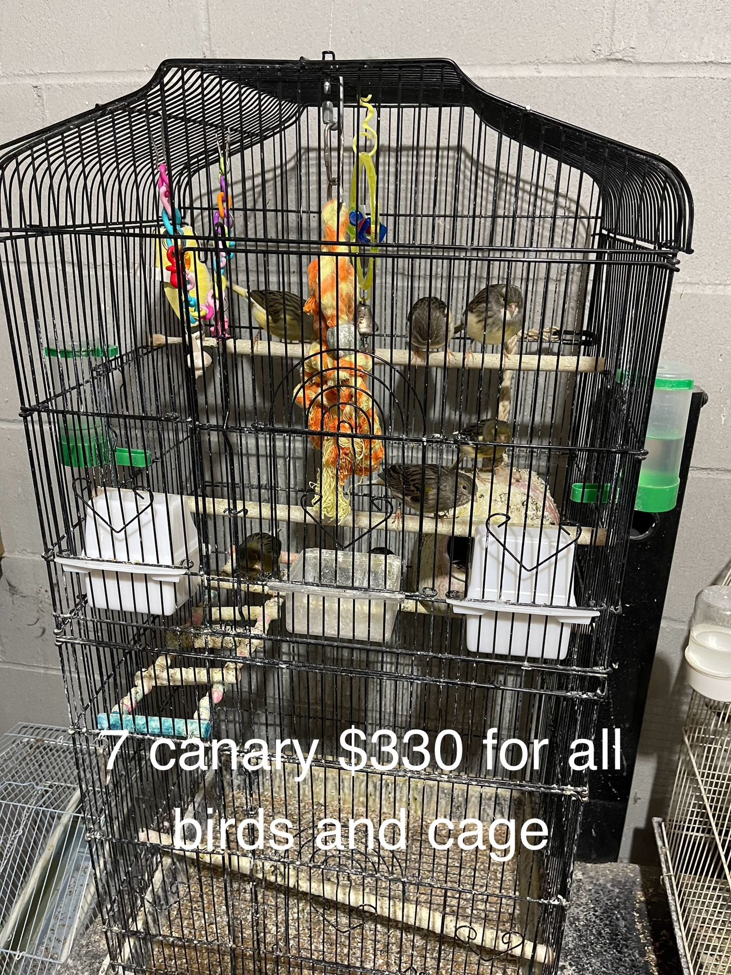 Canary Birds
