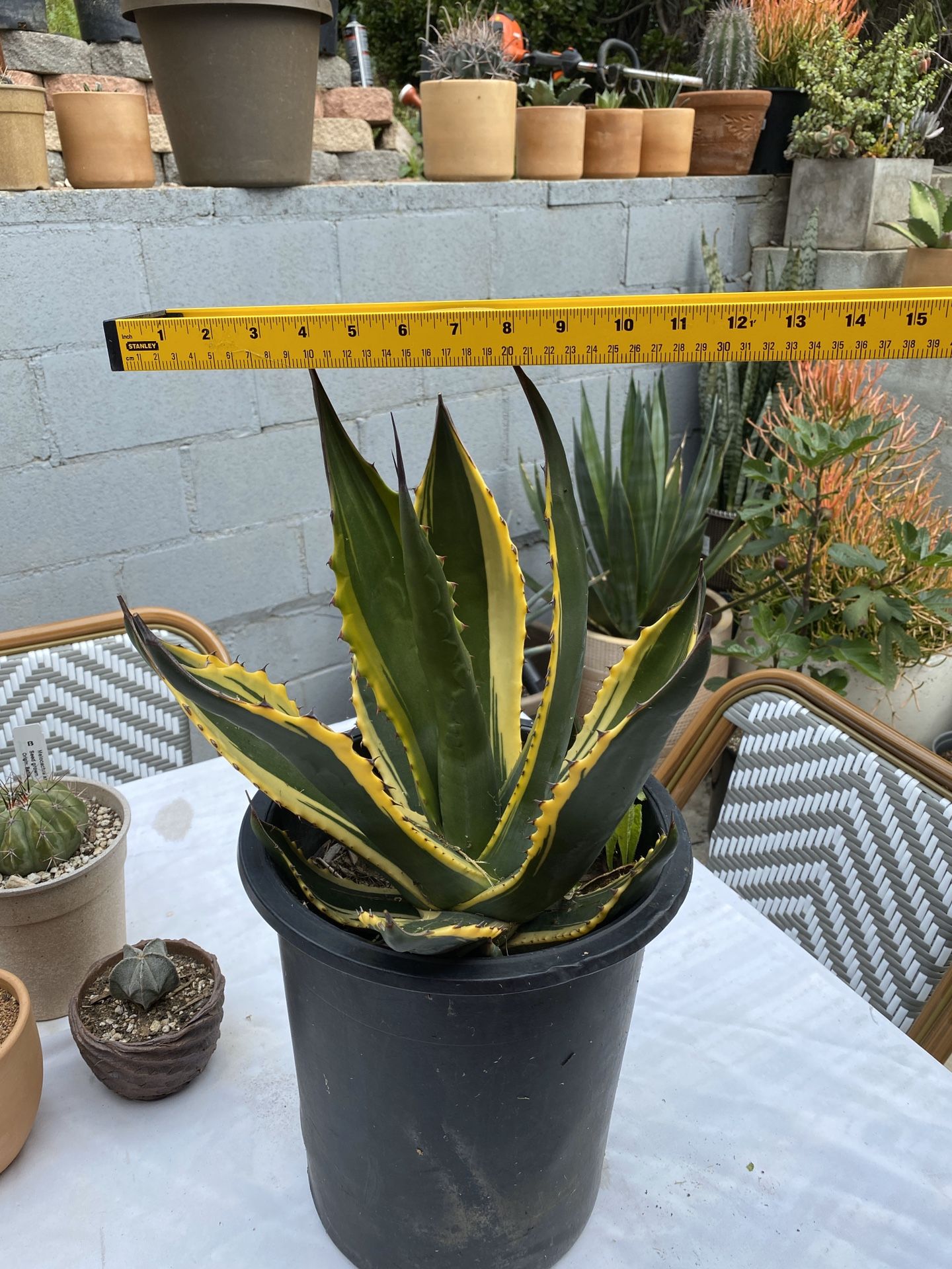 Agave-salmiana-var.-ferox-