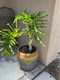 Plant with pot