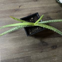 Aloe  Vera Plant