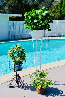 A set of 3 different thriving Hoyas with wrought iron stands