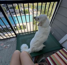 Green Outdoor Dog Bed