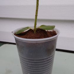 Giant Sunflowers 🌻Plants 