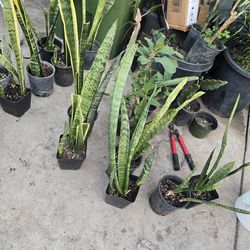 Snake plant