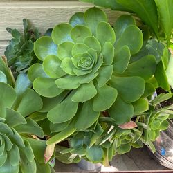 Aeonium plants