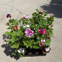 Different Geraniums Martha Washington ( Price Is For Each )