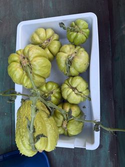 Chayote/Guisquil Vines/Guia