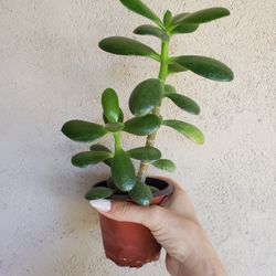 Succulent 