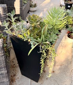 Mixed Succulent Arrangement in tall Black Planter