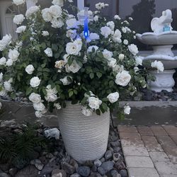 Flower Pot With Roses $150 Each 