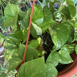 Planta