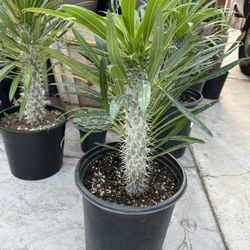 Madagascar Palm, Plants 