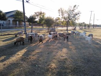 Borregos y chivos $140 para arriba