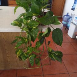 Beautiful Photos Plant $15