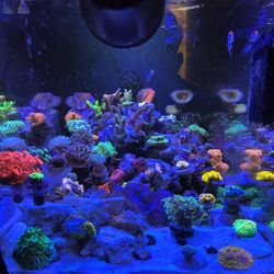 Fluval Evo Tank 13.5