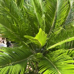Sago Palm 