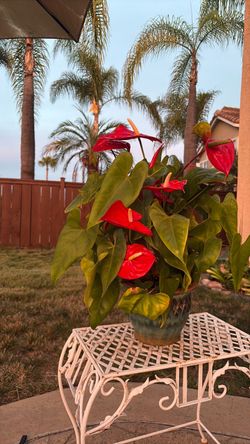 Live plant in real ceramic pot